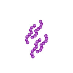 Streptococcus pneumoniae bacteria