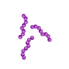 Streptococcus pneumoniae bacteria