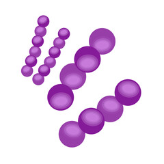 Streptococcus pneumoniae bacteria
