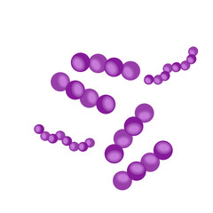 Streptococcus pneumoniae bacteria