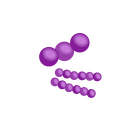 Streptococcus pneumoniae bacteria