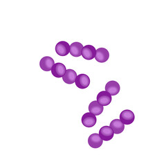 Streptococcus pneumoniae bacteria
