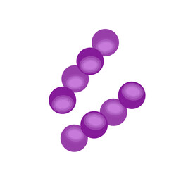 Streptococcus pneumoniae bacteria