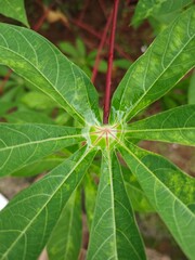 leaf with dew