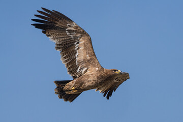 The steppe eagle (Aquila nipalensis) is a large bird of prey found in open grasslands and savannas in Eastern Europe and Central Asia. 