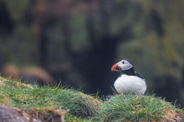 Portrait of cute Atlantic Puffin bird in Northern Iceland