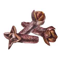 Watercolor composition with clove isolated on white background. Hand-drawn condiment carnation for coffee or hot chocolate. Clipart with food and drink for cookbook. Object for wallpaper or wrapping