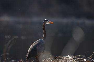 Close up shot of Great blue Heron by the lake