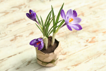 Pot with beautiful crocus flowers on wooden table, closeup