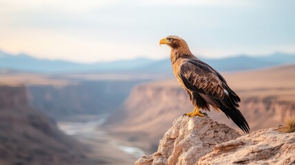 Fototapeta premium A majestic eagle perches on a rocky outcrop, surveying a vast canyon landscape under a soft, pastel sky.