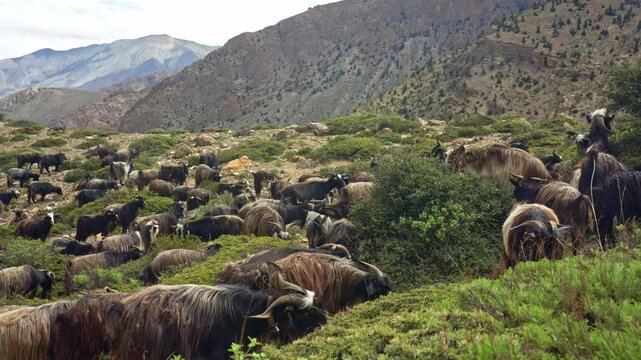 Goat Herd Feeding On Shrubs In Nepal's Rugged Mountains