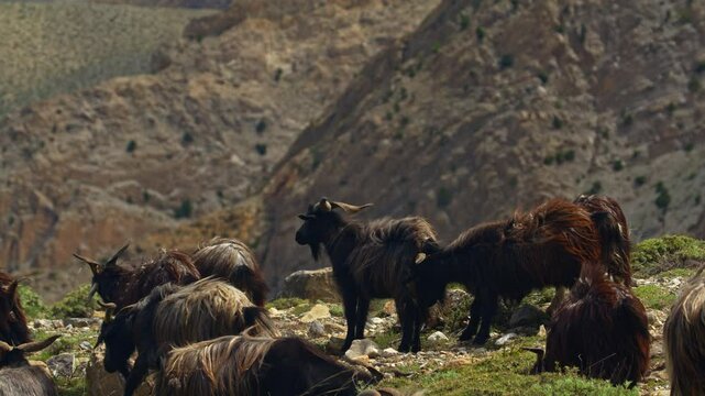 Grazing Goats In The Scenic And Remote Mountains Of Nepal
