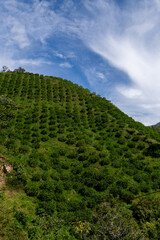 Lemon crop in the mountain