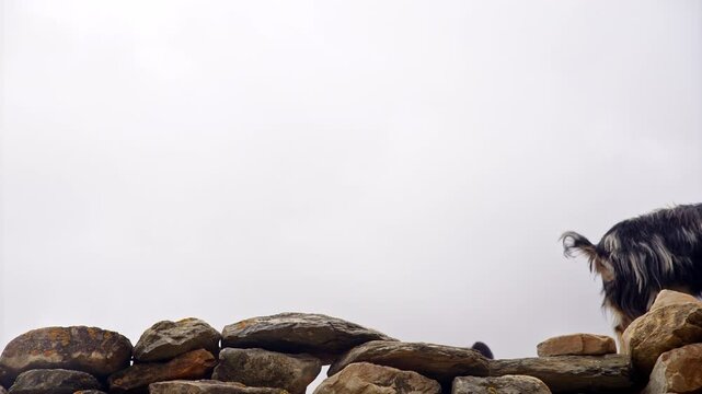 Young Goat Walking Over Rocks Beneath A Clear Sky