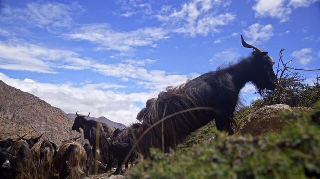 Mountain Goats Feeding On Shrubs In Nepal's Picturesque Highlands