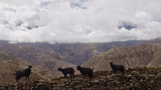 Himalayan Goats Resting On Stone Pile With Barren Mountains In The Background