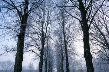 Beautiful frozen trees in Lund Sweden