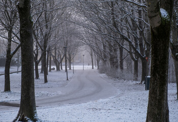 An enchanting icy road stretches through a picturesque tree-lined path.