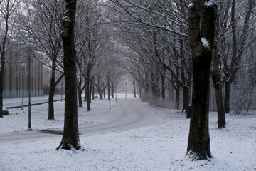 An enchanting icy road stretches through a picturesque tree-lined path.