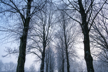 Beautiful frozen trees in Lund Sweden