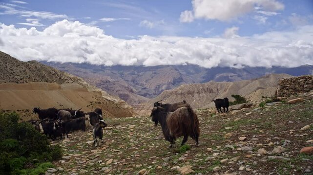 Goat Tribe Moving Across Sloping Hillsides With Scenic Mountain Backdrop