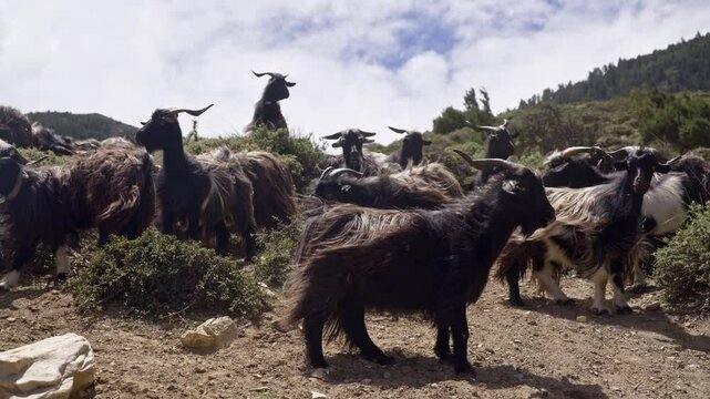 Mountain Goats Grazing With Their Fur Swaying In The Wind
