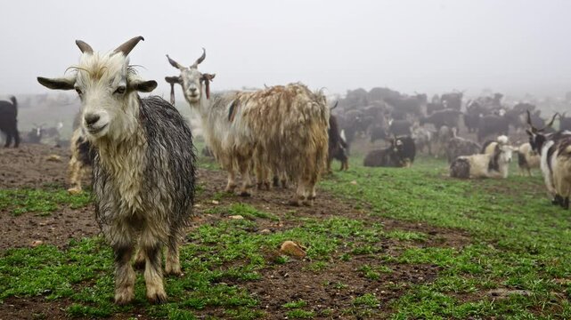 Nepalese Mountain Goats Roaming In The Misty Fog