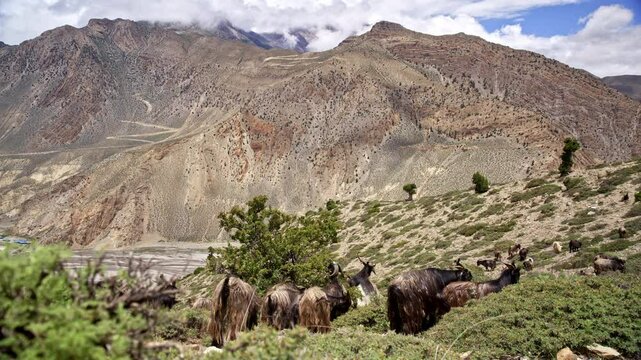 Herd Of Goats Feeding On Shrubs In The Majestic Mountain Landscape