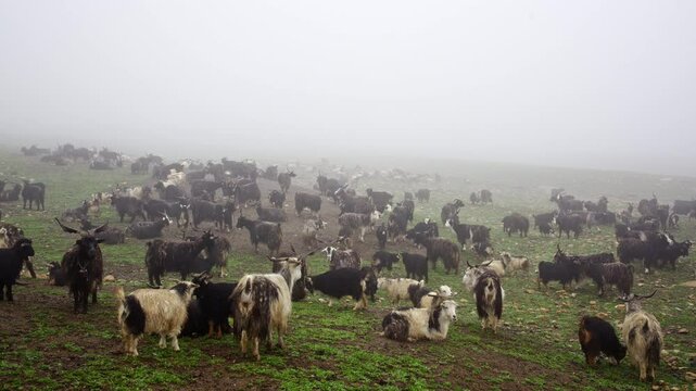 Goats Of Nepal Grazing And Roaming In A Foggy Atmosphere