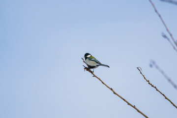 青空の下、冬枯れの枝にとまるシジュウカラ
