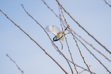 冬枯れの枝から羽ばたくシジュウカラ
