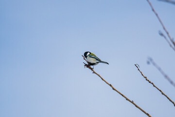 青空の下、冬枯れの枝にとまるシジュウカラ
