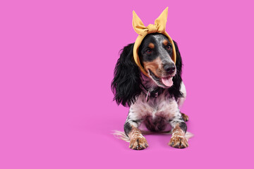 Cute cocker spaniel lying on purple background