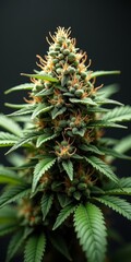 Fototapeta premium The cannabis plant, also known as marijuana, is a flowering plant that produces psychoactive compounds and has been used for medicinal and recreational purposes for thousands of