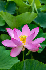 Close-up of beautifully blooming ancient lotus flower in a pond.