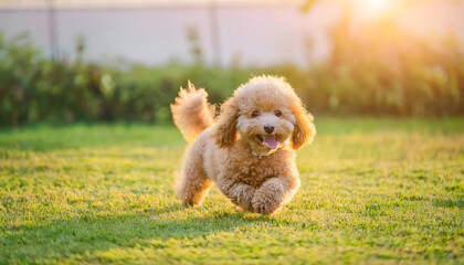 トイ・プードル