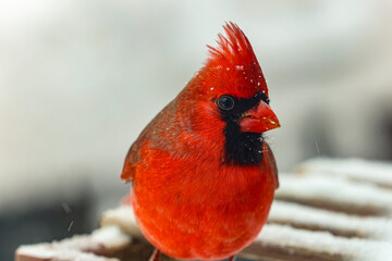 Cardinal close up