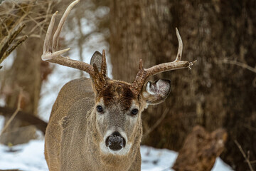 deer in the forest