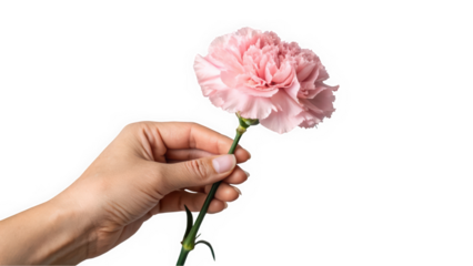 A delicate hand holds a soft pink carnation, showcasing the flower's full blooms and lush petals.
