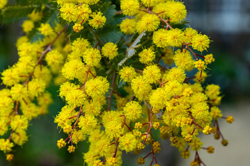 Close-up of yellow mimosa flowers heralding the arrival of spring.