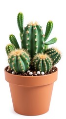 A small, spiny plant with fleshy stems and sharp, pointed spines