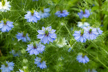 Beautiful blue nigella flowers blooming in the garden.