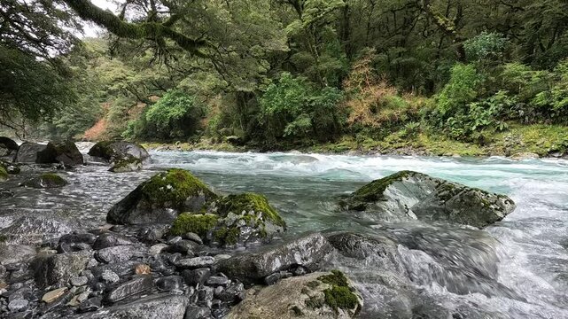 The Hollyford River, Water flowing over rocks
Fiordland National Park, South Island, New Zealand