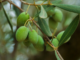 Fresh Green Olives on a Branch Ready for Harvest