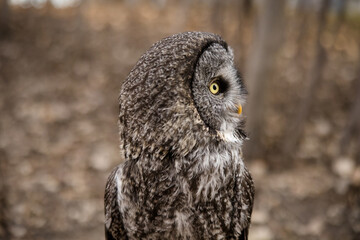 Profile portrait of a great grey owl