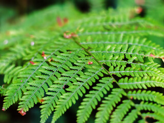Vibrant Green Fern Leaves Against Dark Background