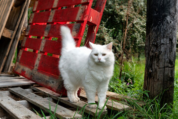 Beautiful white furry cat