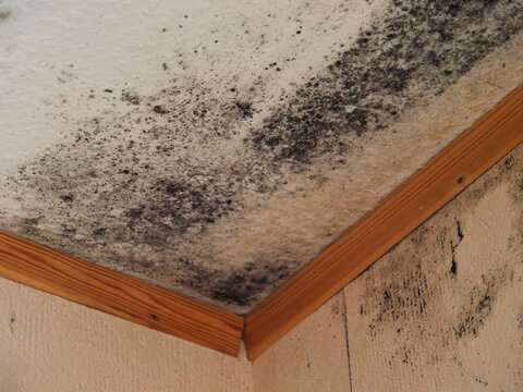 Mold Growth on Ceiling: Causes and Remediation Tips