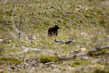 Solo black bear walking through a field