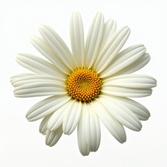 A beautiful and delicate flower